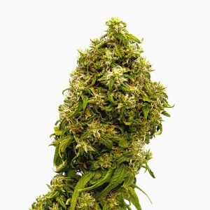 Swiss Dream Kannabia Seeds
