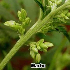 Flor de marihuana macho