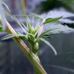 Preflores hermafroditas