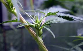 Preflores hermafroditas