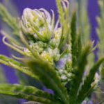 Hermafroditismo en marihuana