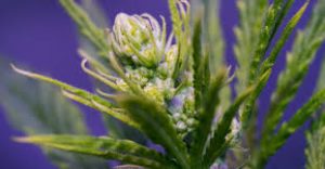 Hermafroditismo en marihuana