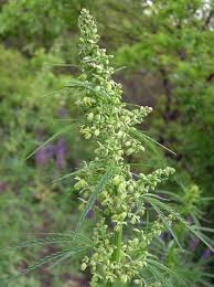 Macho marihuana en floración