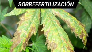 hoja con sintomas de exceso de fertilizado