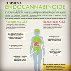 CB1 y CB2 en organos