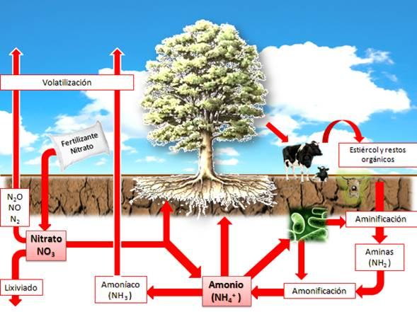 Ciclo Nitratos natural