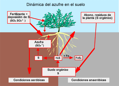 metamorfosis del Azufre en la tierra