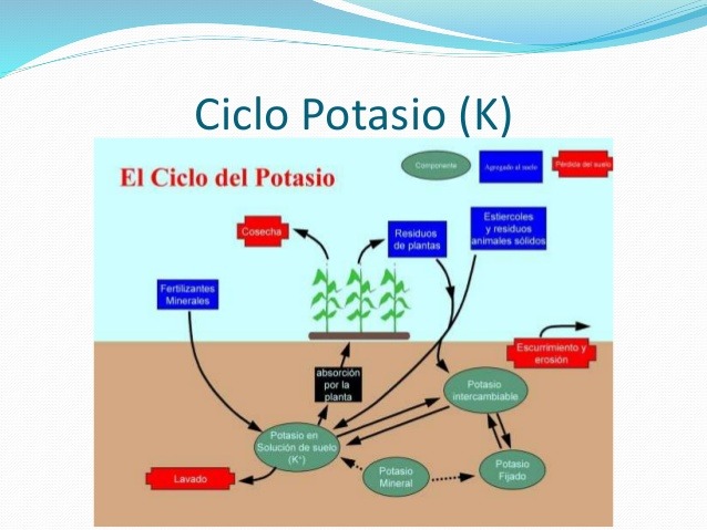 ciclo trasformador Potasio en suelo
