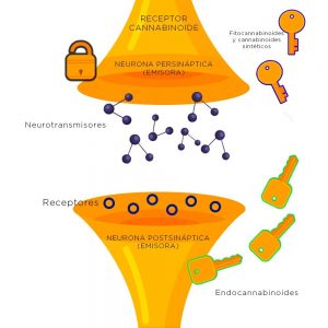 Endocannabinoides