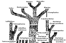 interacción microorganismos y elementos del suelo