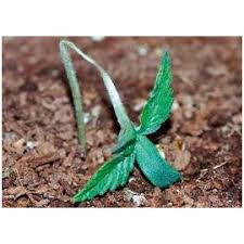 Damping Off en marihuana