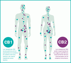 CB1 y CB2