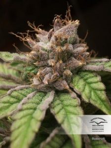 Blueberry original de Dutch Passion