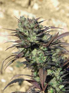 Caribe sativa de hermosos colores