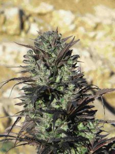 Caribe sativa de preciosa coloración púrpura