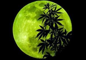 Marihuana y cannabis