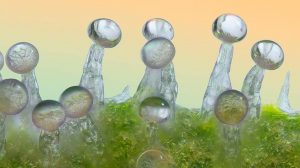Ampliación de tricomas de cannabis