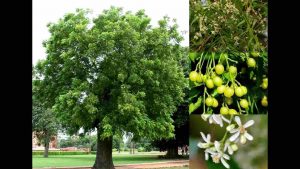Arbol del aceite Neem