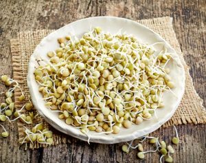germinado de lentejas para auxinas