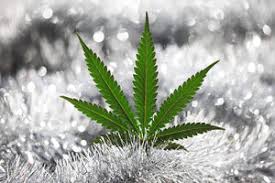 Plantas de Cannabis para zonas frias