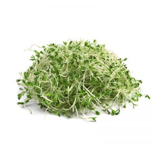alfalfa germinada rica en auxinas