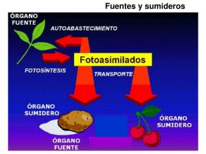 fotoasimilacion y trasporte azucares