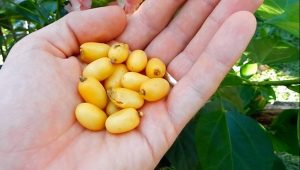 Bayas de Neem