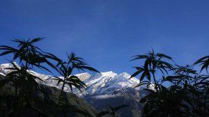 Cultivo de Marihuana con bajas temparaturas