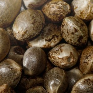 semillas feminizadas cannabis