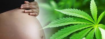 Cannabis en el embarazo