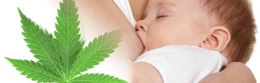Cannabis y lactancia