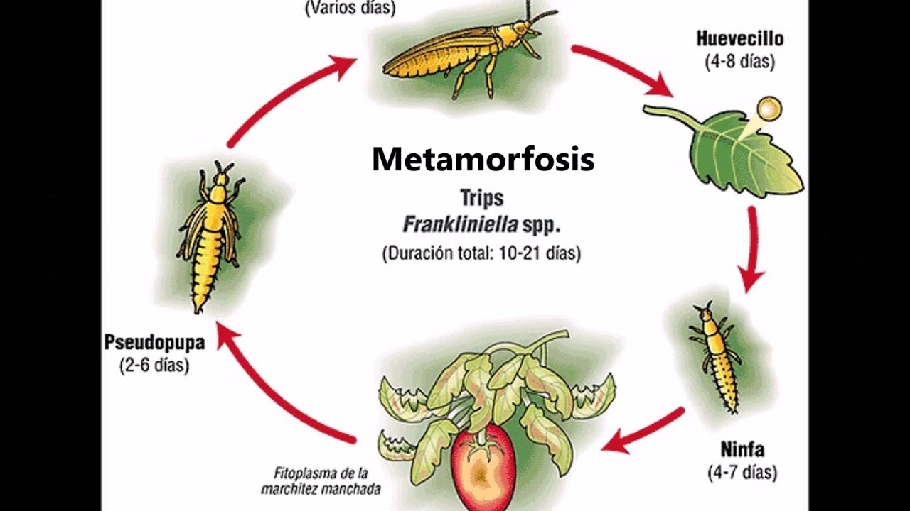 Ciclo vital del trip