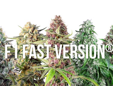 Semillas Fast Version de Sweet Seeds