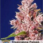Tropicanna Poison Fast Version