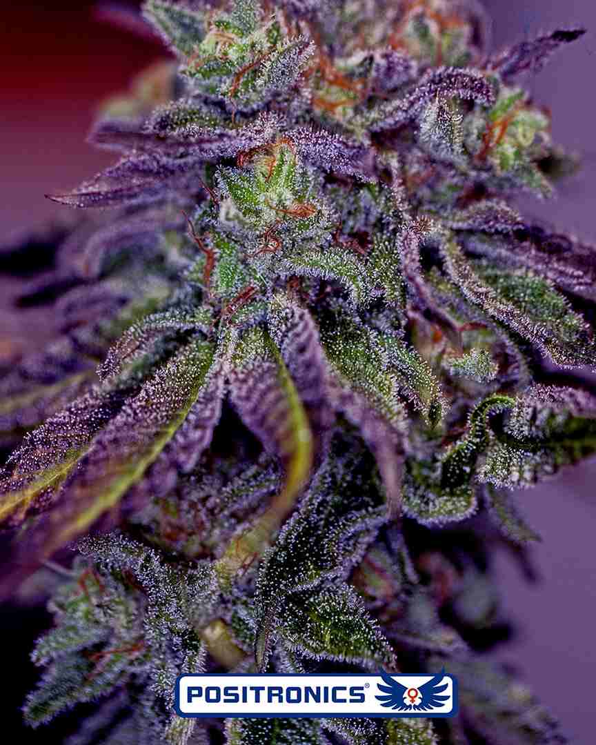 Blue Rhino a granel feminizada
