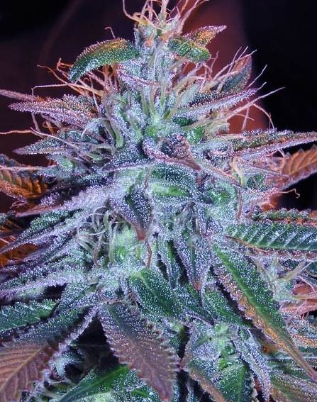 Semillas feminizadas de Blueberry