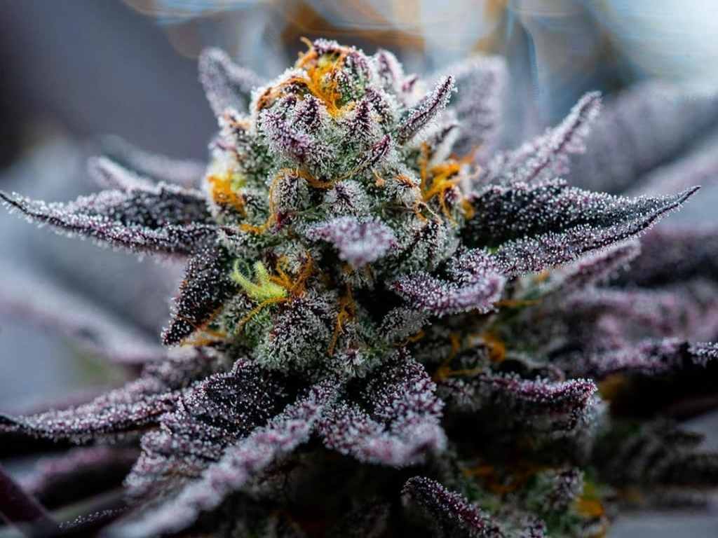 Semillas a granel Gelato 33