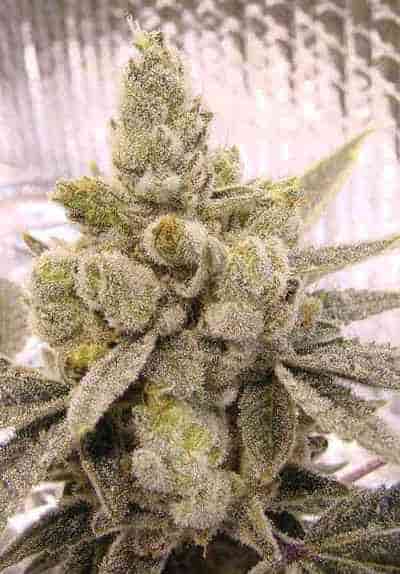 semillas feminizadas Gorilla Glue # 4 