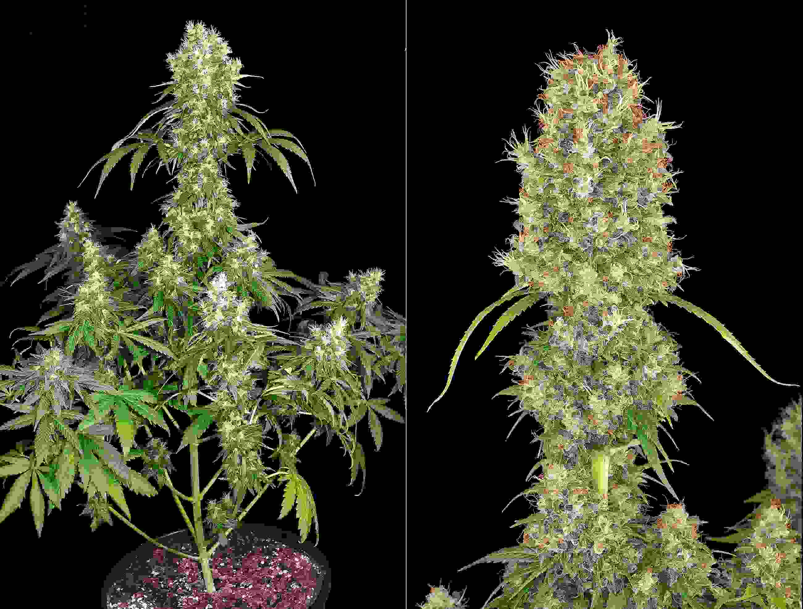 Feminizadas de Ed Roshental Super Bud