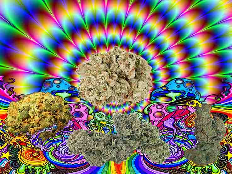 Las mejores variedades marihuana 2021