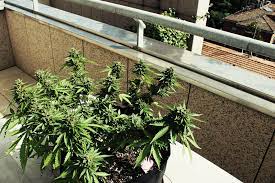 Marihuana cultivada en balcon