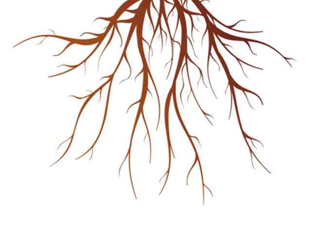 raices