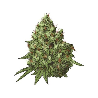 flores marihuana