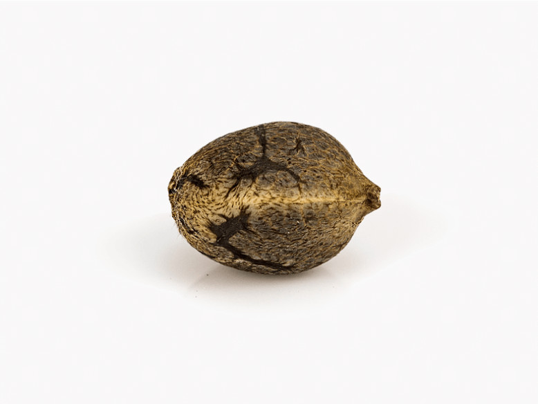 semilla de marihuana